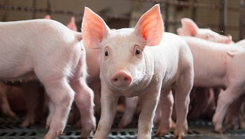 Giá heo hơi hôm nay 6/6/2025: Giữ mặt bằng giá cao