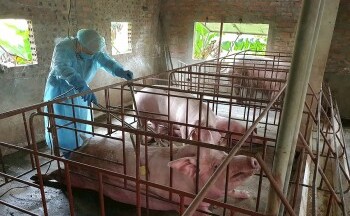 Từ 25/7/2025, mức hỗ trợ tiêu hủy gia súc, gia cầm là bao nhiêu?