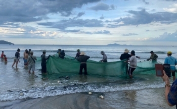 Thú vị xem kéo lưới rùng, mua bán cá trên biển Đà Nẵng