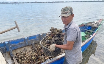 Nhịp sống trên bãi hàu thị trấn Lăng Cô