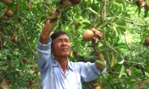 Xây dựng thương hiệu để phát triển bền vững cây sapochê