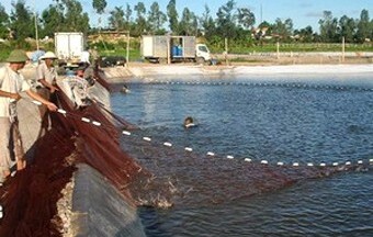 Thủy sản Việt Nam chịu thiệt hại nặng nhất do biến đổi khí hậu