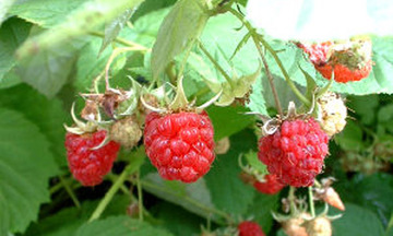 Kiếm tiền tỷ từ cây phúc bồn tử