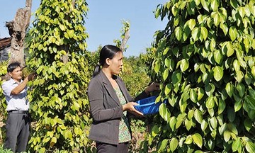 Xuất khẩu hồ tiêu: Duy trì vị thế “ông lớn”