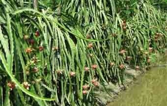 Thanh long Tiền Giang đạt VietGAP và được cấp mã số xuất khẩu sang Mỹ