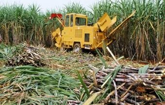 Cây mía - vũ khí giảm biến đổi khí hậu