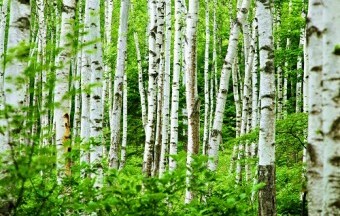 Ngành giấy đang gặp khó