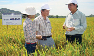 Xây dựng thương hiệu “Gạo sạch Cát Tiên”