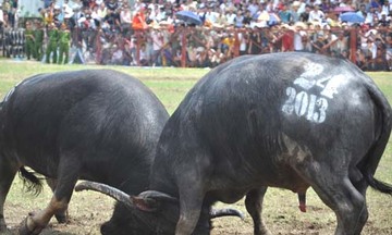 Chọi trâu Đồ Sơn: Di sản văn hóa thượng võ