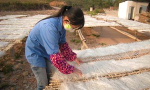 Miến dong Bình Liêu: Xây dựng thương hiệu bền vững