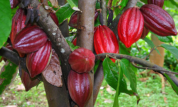 Ca cao Việt Nam, bao giờ lên ngôi?