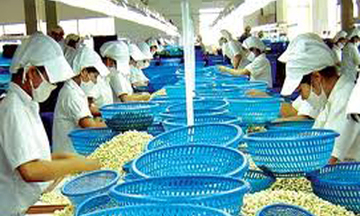 Ngành điều muốn xuất khẩu 2,2 tỷ đô la Mỹ