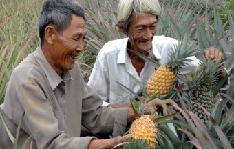 Tiền Giang: Nghề trồng khóm “hồi sinh”