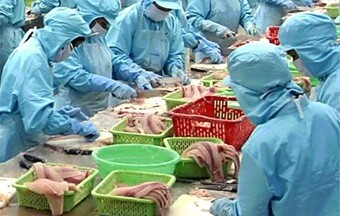 Mỹ ra phán quyết bất lợi cho cá tra, ba sa Việt Nam