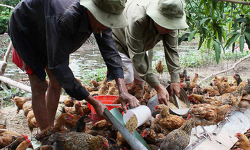 Tiền Giang: Dịch cúm gia cầm vẫn trong tầm kiểm soát