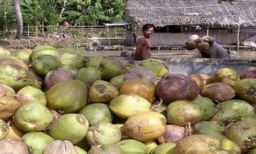 Dừa khô Tiền Giang liên tục tăng mạnh, khan hàng