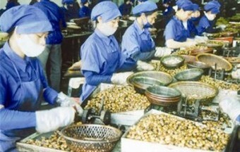 Ngành điều gặp khó về nguyên liệu