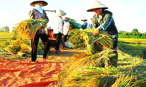Hà Nội xây dựng thương hiệu “gạo Thủ đô”