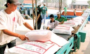 Việt Nam tham gia đấu thầu cung cấp gạo cho Philippines
