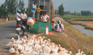 Miền Đông Nam Bộ: Hồi hộp chống dịch cúm!