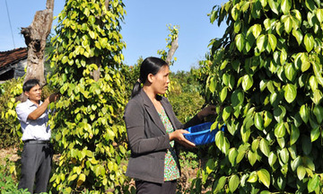 Xuất khẩu hồ tiêu: Có “miếng”, chưa có “tiếng”