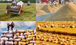 Thị trường lúa gạo quý 2: Chờ Philippines, Trung Quốc
