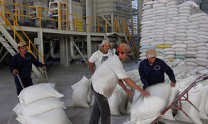 Việt Nam trúng thầu bán 800.000 tấn gạo cho Philippines