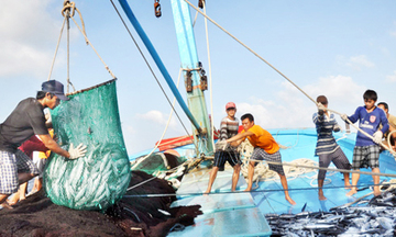 Phú Yên được mùa cá ngừ