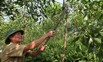 Hộ nghèo được vay tối đa 50 triệu đồng từ ngày 1/5