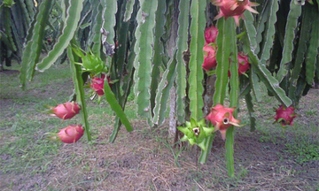 Trung Quốc sẽ cạnh tranh xuất khẩu thanh long với Việt Nam