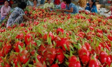 Xuất khẩu rau quả có thể đạt 1 tỷ USD năm nay