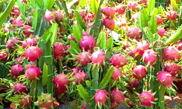 Xuất khẩu thanh long chính ngạch đạt 5,2 triệu USD trong 4 tháng đầu năm