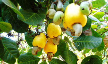 Ngành điều đang gặp khó khăn