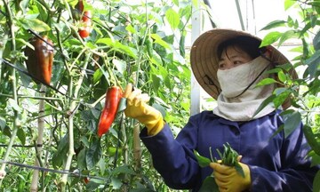 Rau sạch Đà Lạt XK được thị trường Hàn Quốc ưa chuộng