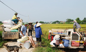 Thu hút đầu tư nước ngoài vào nông nghiệp: Cần chính sách hợp lý