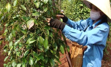 Kim ngạch xuất khẩu hồ tiêu 2014 dự kiến đạt 1 tỷ USD