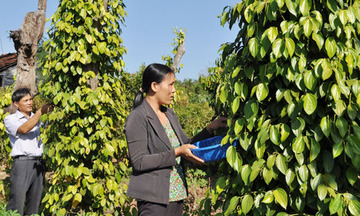 Xuất khẩu tiêu sẽ lập kỷ lục