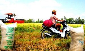 Xuất khẩu gạo: Đàm phán lại với Philippines