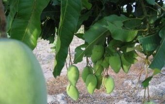 Tiền Giang: Giá xoài cao - nông dân trồng xoài thắng lớn