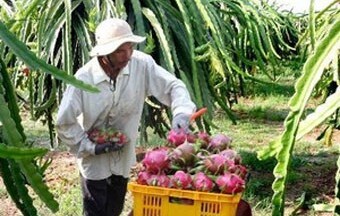 Tiền Giang: Giá thanh long tăng do khan nguồn cung