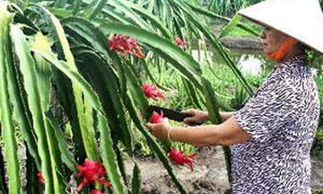 Tiền Giang phát triển đặc sản thanh long xuất khẩu