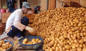 Đà Lạt xây dựng thương hiệu riêng cho khoai tây