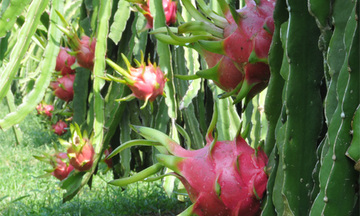 Xuất khẩu thanh long vào Mỹ tăng đột biến