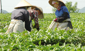 Khuyến công Phú Thọ: Đào tạo nghề cho 290 lao động