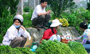 Tam Đảo – Vĩnh Phúc: Xây dựng thương hiệu su su sạch