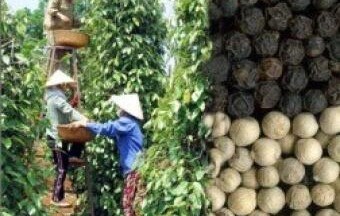 Xuất khẩu hồ tiêu 6 tháng bằng cả năm 2010