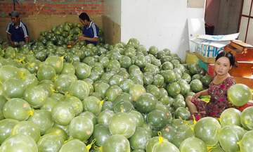 Nhà vườn Tiền Giang phấn khởi vì giá bưởi tăng kỷ lục