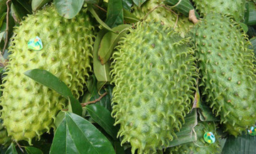 Tiền Giang: Giá mãng cầu xiêm tăng mức cao kỷ lục