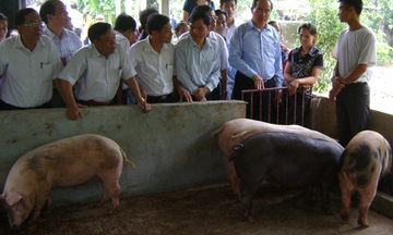 Bảo vệ môi trường nhờ mô hình đệm lót sinh học