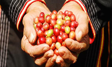 Doanh nghiệp FDI thâu tóm thị trường càphê Việt